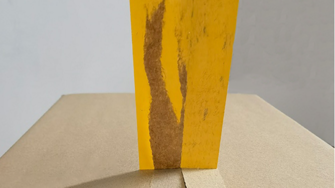 成都南瓜视频下载APP免费版下载包装主要拥有哪些产品？